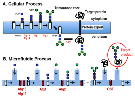 Cellular Process and Microfluidic Process
